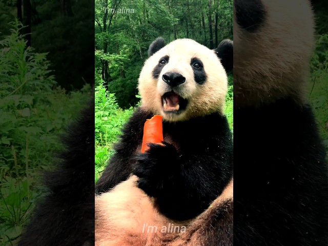 Cute panda eating Carrot 🐻🥰 #panda #shortsfeed #shorts