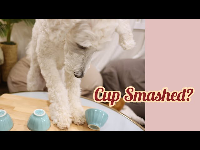 Goldendoodle Reacts to the Three Cup Magic Trick (Shell Game) | 金贵犬的杯子游戏