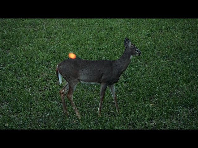 Deer Hunting - 38 Does in 3 Minutes