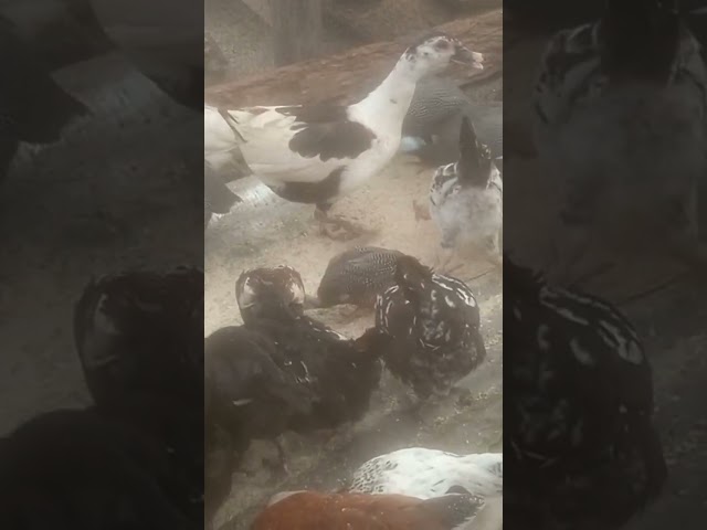 Chicken Guinea Fowl Ducks