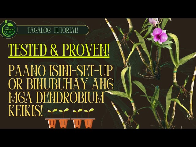 Paano Buhayin at Mag-Set-Up ng Dendrobium Keikis (Tested & Proven) | Quick & Easy Tagalog Tutorial