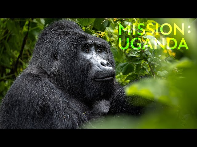 1 von 1000 - Berggorillas: Die letzten ihrer Art | Mission: Uganda | Robert Marc Lehmann