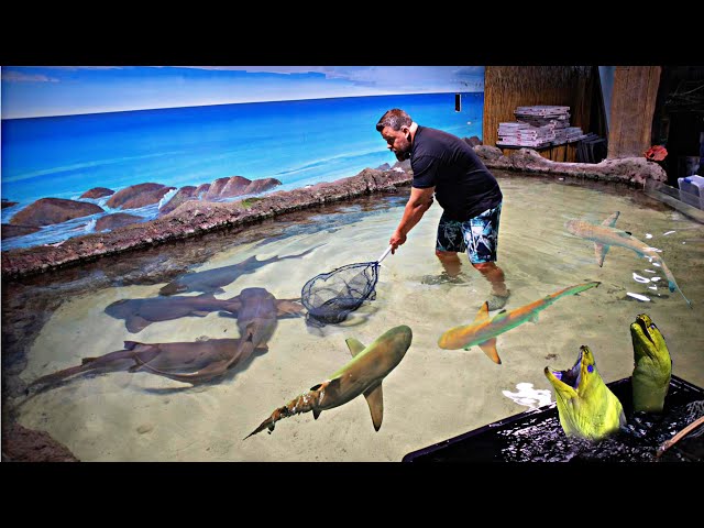 SAVING *SHARKS* From a Closed Down Aquarium