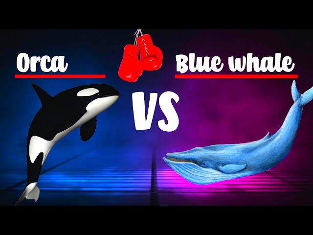 Blue whale vs Orcas fight 👊|| #shorts #youtubeshorts #youtube #ytshorts