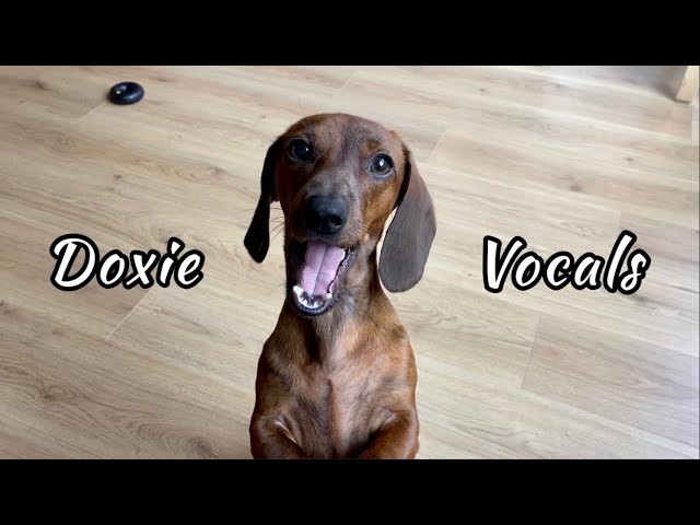 Mini dachshund vocals (so much more than just barking)