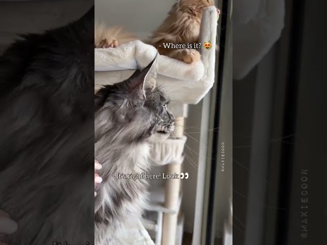 🔊Two Types of Chirping Cats 😹 #mainecoon #chirping #catsounds