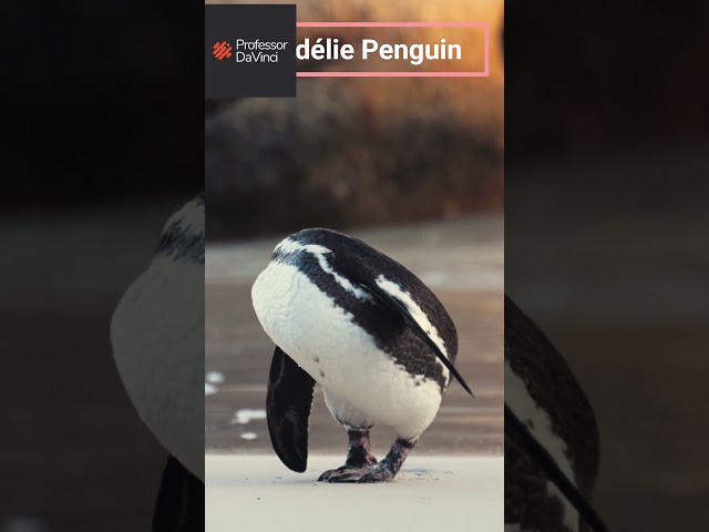 Ornithology: Adélie Penguin