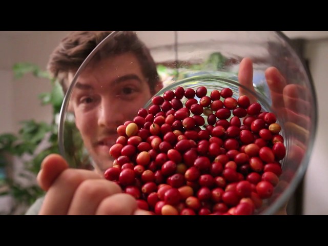 HUGE Harvest of Coffee Berries from our Indoor Coffee Tree