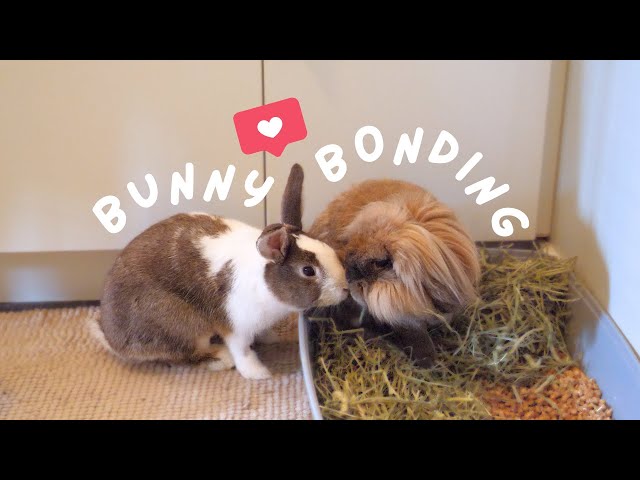 From Lone Bunnies to Best Buddies | Our Bonding Journey 🐰