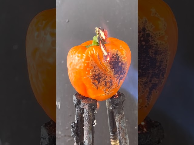 Roasting Red Bell Pepper with a Blow Torch!!! #Shorts