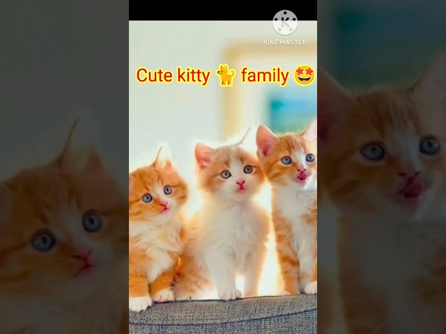 Cute kitty 🥰🐈| Kitty family 🤩#cute #viral #cat #shorts #ytshortsindia