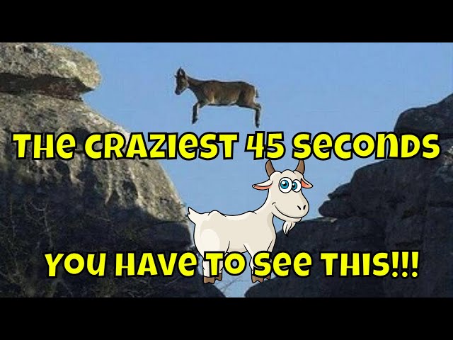 #Goat Simulator/ #Complete and Total Insanity🐐 #Shorts