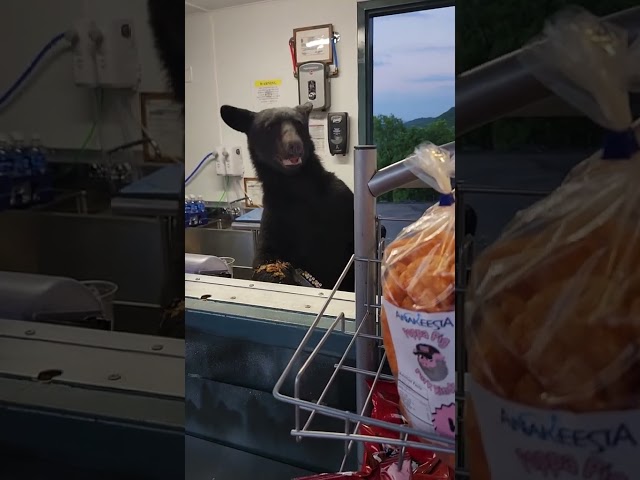Black bear sneaks into concession stand at Anakeesta and charges at worker! #bear #anakeesta