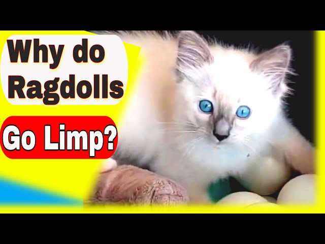 Why Do Ragdoll Cats Go Limp? Ragdoll cat floppy - Ragdoll cat tree #ragdollcatlovers