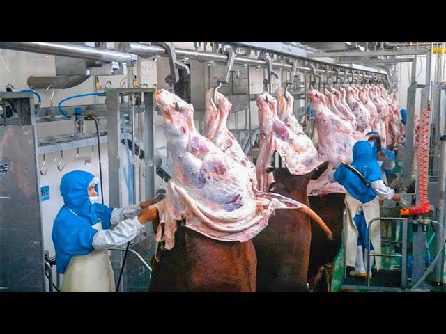 Cómo los ganaderos estadounidenses crían y procesan millones de ganado