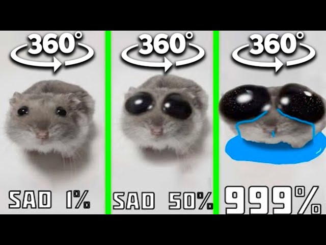 360º VR Sad Hamster Everytime with more sad