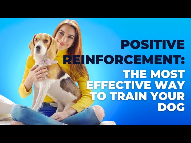 Positive Reinforcement: The Most Effective Way To Train Your Dog