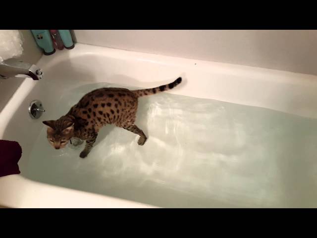 F2 Savannah Cat Going Swimming