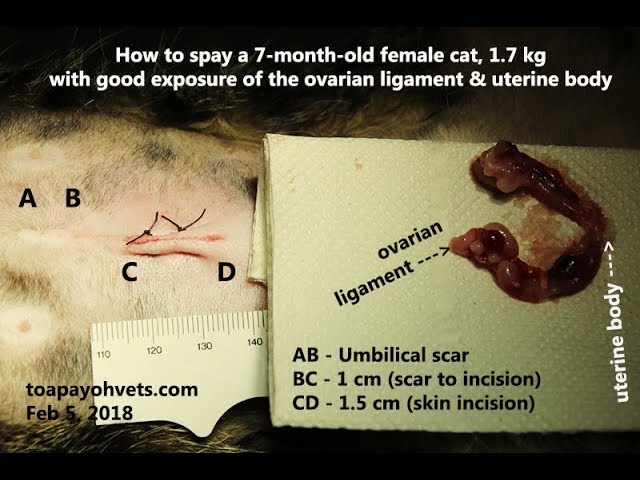 For younger vets:  How to spay a cat with the shortest skin incision