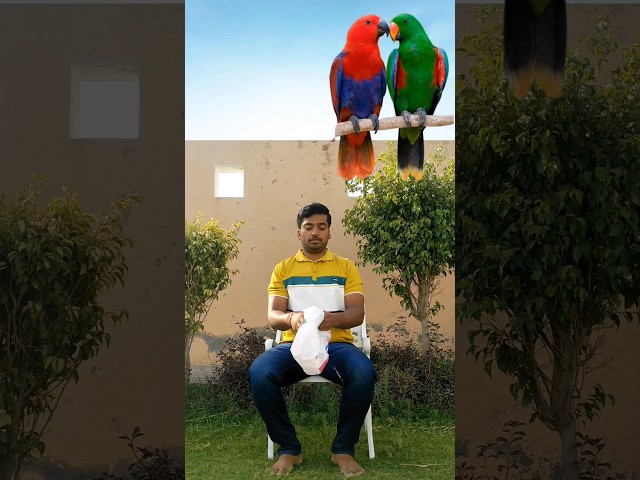 crying baby catching with couple parrot VFX funny video #youtubeshorts #vfx #shorts #crying