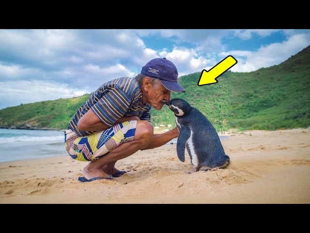 Dieser Pinguin kommt jedes Jahr zurück um den Mann zu besuchen der ihm das Leben gerettet hat