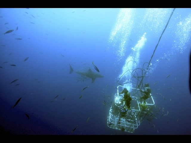 Great White Shark Diving Out of Cage!!!!!