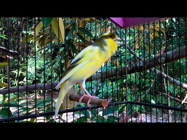 The Best Canary Sounds! Belgian Canary Invites All Canaries to Sing A Lot