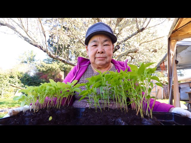 Gardening w/ Grandma: Planting Chili Peppers (Cog Hov Txob)