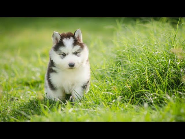 Cute puppy playing ||😍😍😍😍||