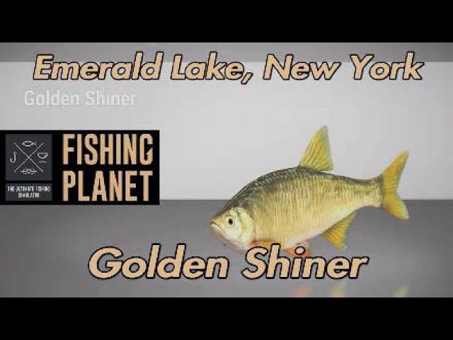 Fishing Planet Golden Shiner Emerald Lake New York