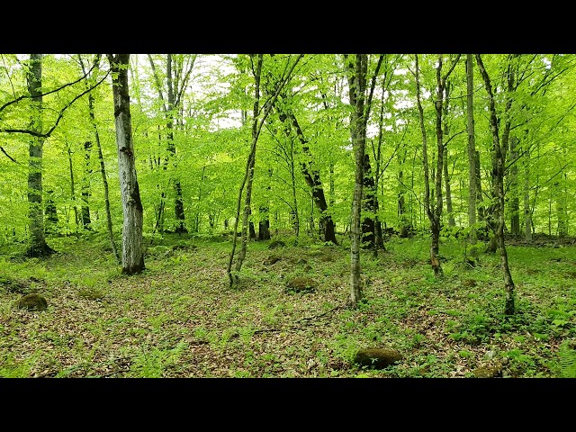 Birds Singing - Forest Sounds and Relax, Beautiful Bird Sounds for Sleep and Study
