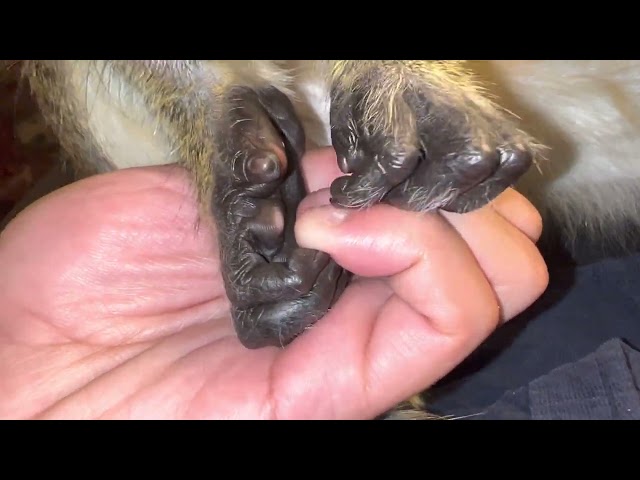 Monkey Tries to remove hangnail ASMR Monkey Grooming