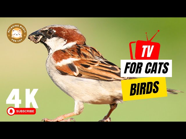 TV for Cats 📺 Cat TV Birds for Cats to Watch 🐱 Relaxing Music for Cat