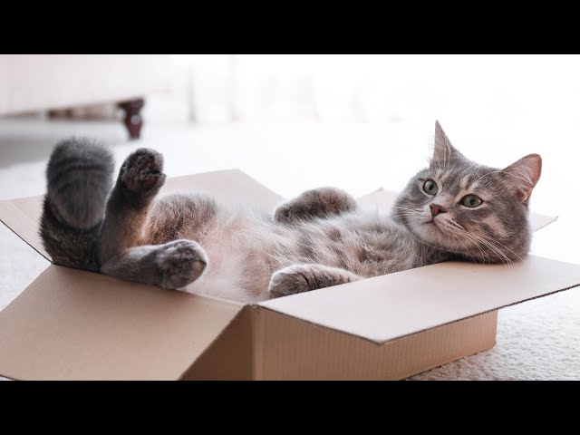 Cat Relaxation Music - Relaxing Music for Cats with Rain Sounds, Harp Music to Calm Cats🐱