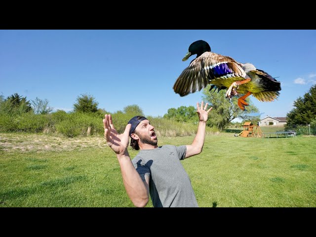 My Pet Duck is Aggressive and Out of Control.. What to do?