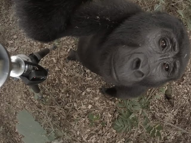360 Video of Sanctuary Gorilla Forest Camp, Uganda