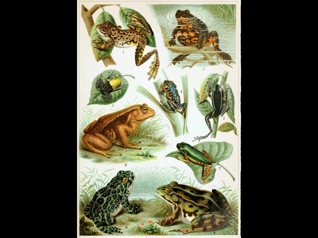 Frog | Wikipedia audio article
