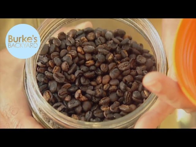 Burke's Backyard, How to Grow Your Own Coffee