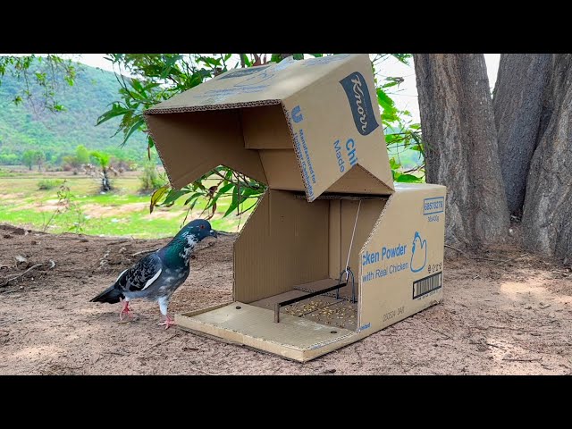 Easy Unique Pigeon Trap Made By Cardboard Box