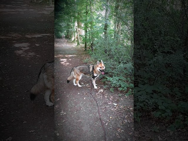 Wolfdog explores the forest for the FIRST TIME! #dogshorts #youtubeshorts #ilovemydog