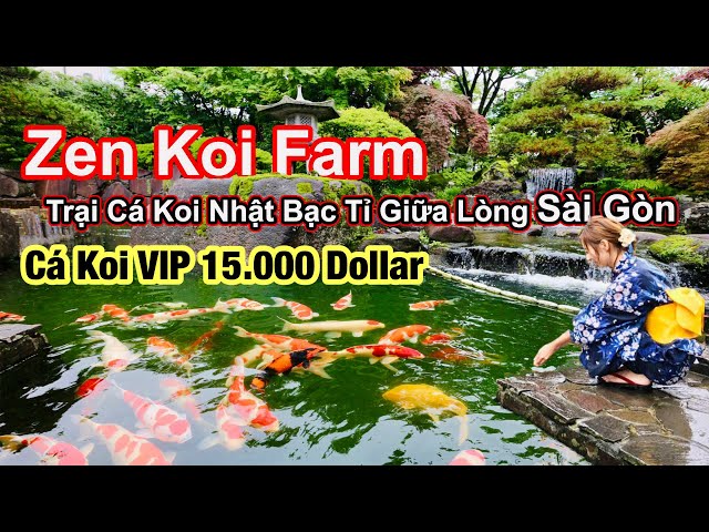 Trại Cá Koi Nhật Bạc Tỉ Giữa Lòng Sài Gòn | Cá Koi Trị Giá Vài Trăm Triệu |Zen Koi Farm| Betta Sales
