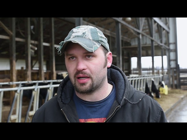 Dairy farmer sells cow at auction
