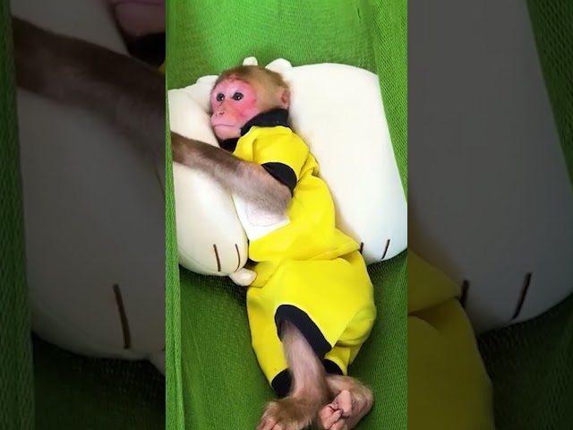 BIbi can't sleep without his pillow #monkey #babymonkey #funny #cute #animals #bibi #pets #shorts