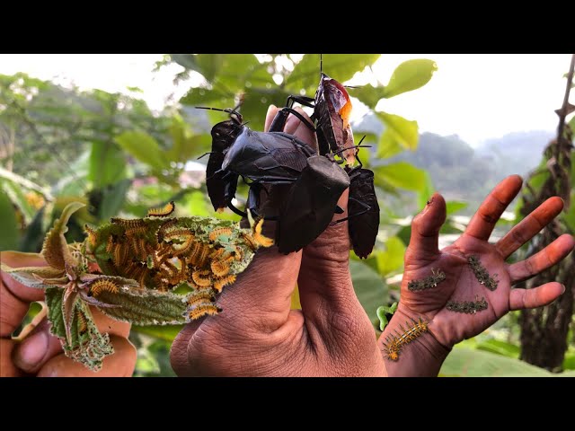 goosebumps thorn caterpillars‼️hunt black giant shield bugs, spiny caterpillars