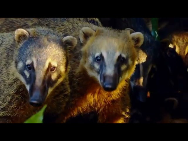Amazon Jungle 4K Video  Animals of Rainforest Relaxation Film/Use Headphone.