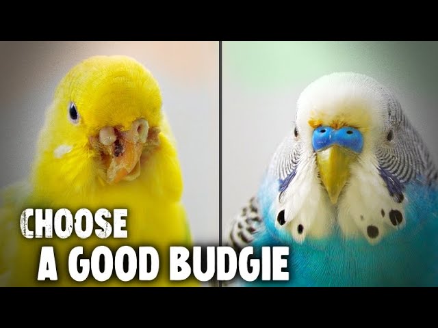 5 Tips to Choose a Good Budgie from The Pet Store