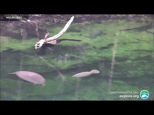 Above Water Manatee-Cam at Blue Spring State Park | 2024 Highlights