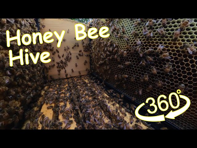 Inside The Hive Honey Bees 360 View #VR #360video #beekeeping