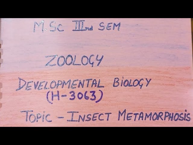 m.sc 3rd sem zoology assimant//insect metamorphosis