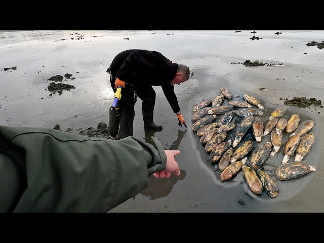 Washington State Clam Digging: Expert Tips and Tricks from Friendly Locals, A Razor Clam Feast!